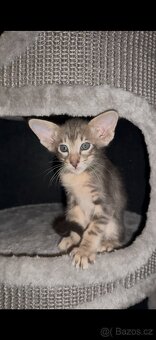 Orientální kocoúr s pp Poseidon Marbeficent - 3