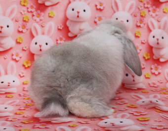 Zakrslí beránci NHD . - 3