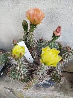 Kaktusy - mrazuvzdorné opuncie - 3