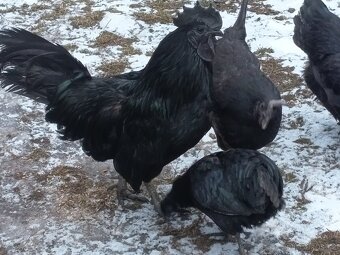 Ayam Cemani - 3