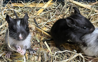 Mláďata osmáka degu s PP v různých barvách - 3