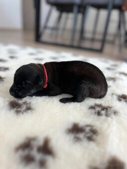 Belgický ovčák malinois s PP - 3