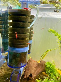 Mix krevetek neocaridina - 3