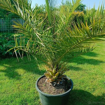 Datlovník kanárský (Phoenix canariensis) - 3