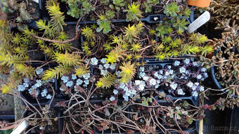 Netřesky, rozchodníky, delosperma na balkón i na zahradu. - 3