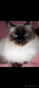 Ragdoll kočička Blue colorpoint bez PP - 3