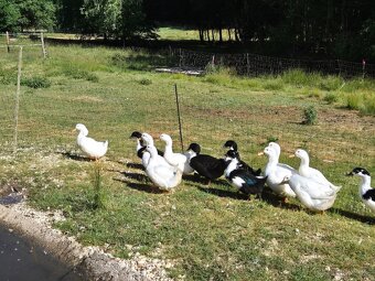 Kachna pekingská, pekinská x cayuga, - 3