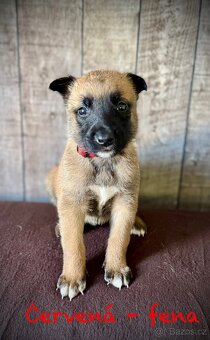 Belgický ovčák Malinois s PP - 3