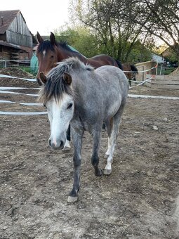 1,5 roční klisnička Wpbr - 3