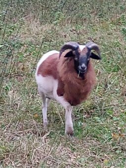 Kamerunské ovce - 3