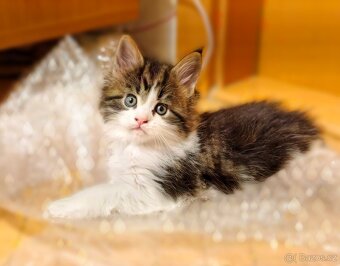 Mainská mývalí koťátka - 3