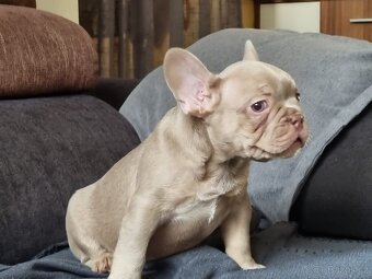 Francouzsky buldoček - 3