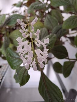 Plectrantus red + keramický obal - 3