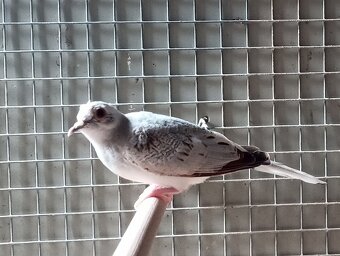 holoubek diamantový - 3