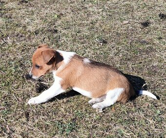Štěňátka Jack Russel teriér - 3