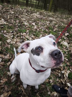 American Bully XL - 3