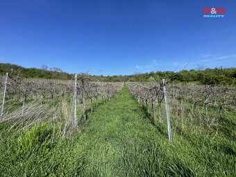 Prodej vinice, 9215 m², Sedlec - 3