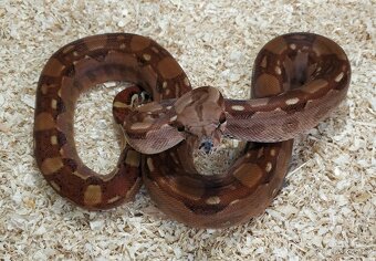 Boa imperator - Hypo Aztec Red Pastel het Sharp Albino - 3