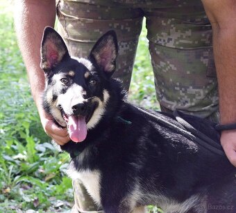 JANOT K ADOPCI - 1 ROK, MILÝ, PŘÁTELSKÝ - 3