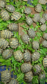 Želva zelenavá a vroubená, mláďata. - 3