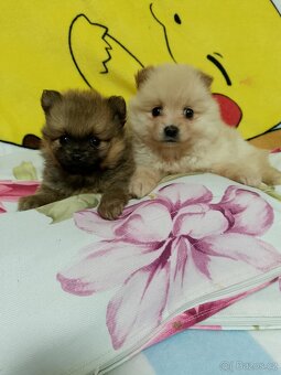 Pomeranian - 3