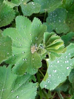Kontryhel Thriller, Alchemilla mollis Thriller - 3