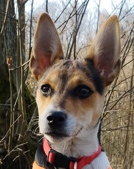 Jack Russell teriér - 3