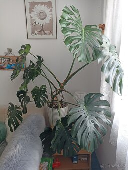 Monstera - 3