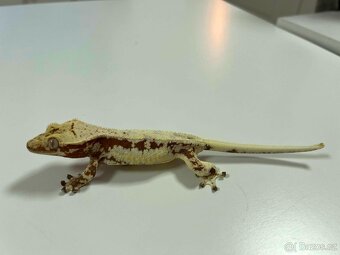 Pagekon řasnatý- Correlophus ciliatus - 3