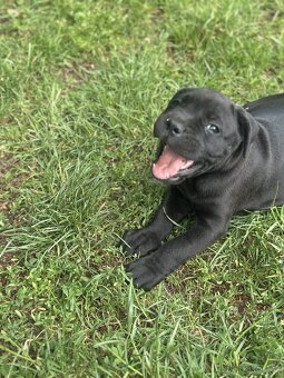 Cane Corso bez pp - 3