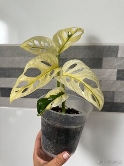 Monstera Adansonii Japanese Tricolor - 3