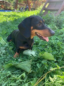 Jezevčík - krytí - 3