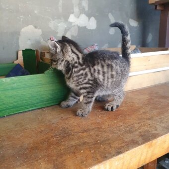 Daruji 2 mourovaté koťátka - 3