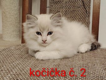 Ragdoll koťátka - 3