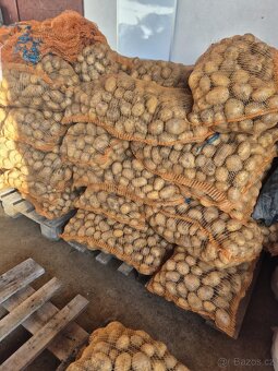 Prodám brambory - 3