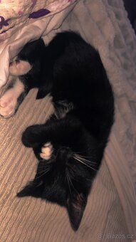 Daruji do dobrých rukou - 3