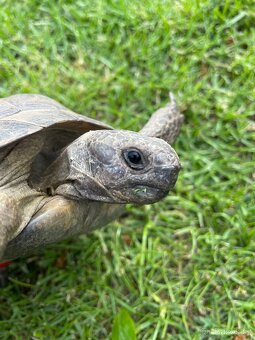 Želva žlutohnědá Testudo graeca - 3