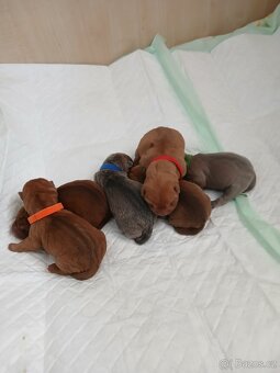 Sharpei,šarpej stěně s PP - 3