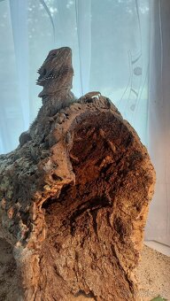 Agama vousata - 3