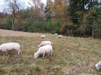 Plemenný beran texel - 3