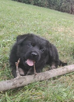 Německý ovčák - štěňata - 3