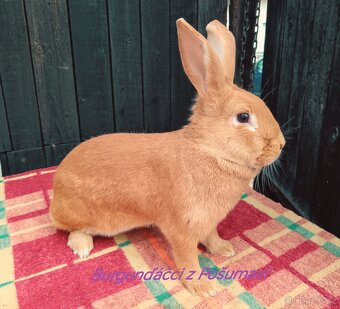 BURGUNDSKÝ králík s PP - SAMEČCI A SAMIČKY ⭐️⭐️⭐️ - 3