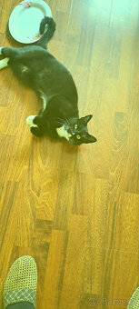 Darují do dobrých rukou kocourka - 3