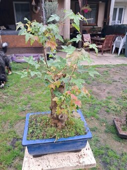 Bonsaj bonsai Javor - 3