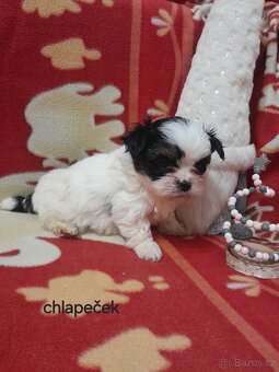 Jorkšír Biewer teriér - 3