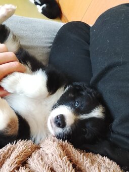 Border kolie štěňata - 3