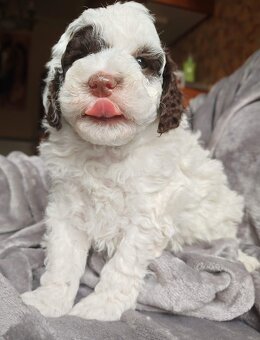 PUDL TRPASLIČÍ VÍCEBAREVNÝ s PP - 3