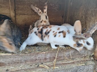 Dalmatinský rex - 3