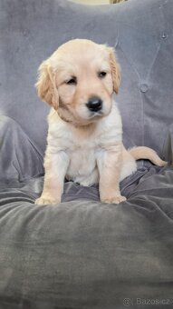 Zlatý retrív/Golden Retrív - 3