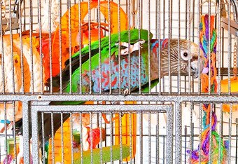 Amazoňan vějířový - 3